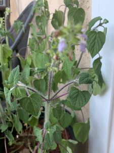 KAILASA-LATIN-AMERICA-2021-06-17-1c cjd2QKA7oHciJSGq58GaY63hgnJt8s.jpg