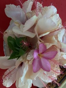 KAILASA-LATIN-AMERICA-2021-06-28-13t629JF8DsuE BgTODgjB6ubjvu3wvbD.jpg