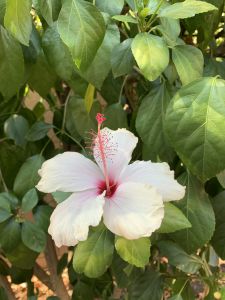 KAILASA-LATIN-AMERICA-2021-06-28-1B4VQ zCAUrAZPQTT5I6OpoLhbC7IWc8H.jpg