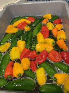 KAILASA-LATIN-AMERICA-2021-06-28-1m29BluG7GoM91xk8A -1GKgNq4FkxnEL.jpg