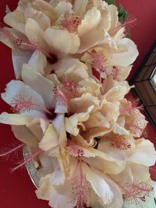 KAILASA-LATIN-AMERICA-2021-07-06-1agi KPa6ypuN7ud3OS0Z98JzH59l9UA8.jpg