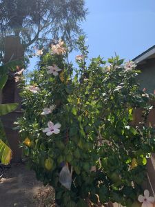 KAILASA-LATIN-AMERICA-2021-07-09-1nQmU 13c9QoALd8xpqnksZVwYPMsNNR5.jpg