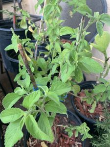 KAILASA-LATIN-AMERICA-2021-07-17-1Fl9Wmleg8MwvDTVuMwHU XkI2qUDssnf.jpg