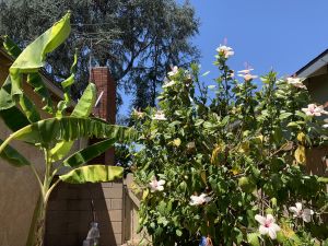 KAILASA-LATIN-AMERICA-2021-08-04-1KgAnwKsIbnMNRRFgckgux58jaMrT PKA.jpg