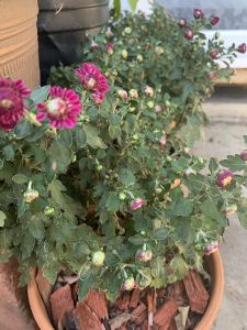 KAILASA-LATIN-AMERICA-2021-10-01-1cdb2 sSmAO4I gldNHn5BvlcZE9IUai9.jpg