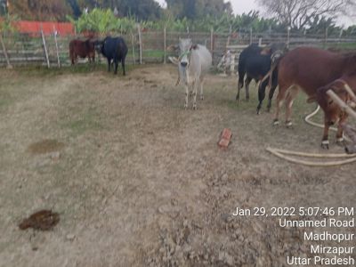 KAILASA India Uttar-Pradesh Kashi 221001-2022-01-30-1C xRi0Jb2RcjKvDmNKzZhrwsQuyT0Dwp.jpg