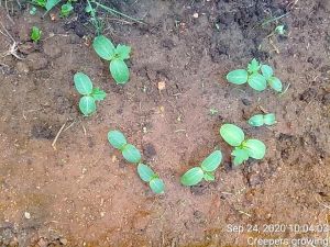 KPedia Photo 1200 1WodxcIU5rTjJWymkDUMQaknh X4cKZHp.jpg