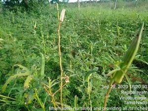 KPedia Photo 1299 1FPooyM3uV4CMqx9mI0rrVsNqd KErR1i.jpg
