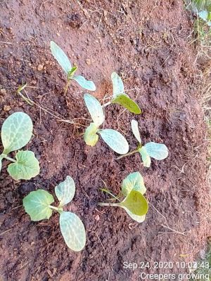 KPedia Photo 1415 10pgEv1X3RUEfM9deqYXVHcd4c25EE1Rp.jpg