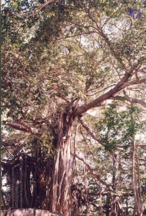 PA-262-001 CMP WM.jpg