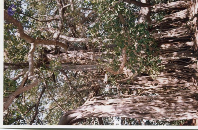 PA-292-013 CMP WM.jpg