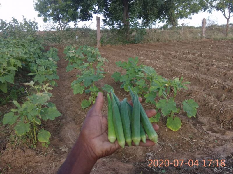 File:SSJP 106553862 1529520890559916 4494664705472446623 o.jpg