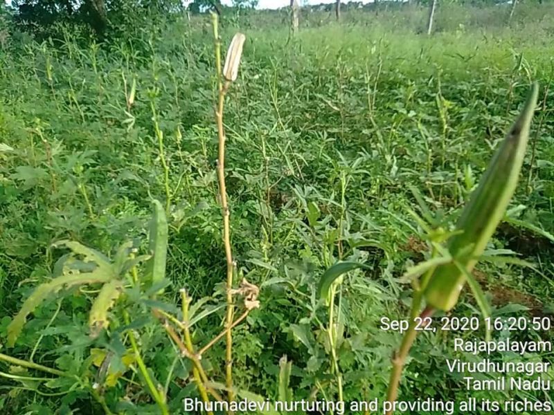 File:SSJP 119923522 1597694680409203 8586651433916094165 n.jpg