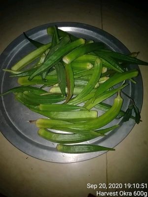 SSJP 119941497 1596088137236524 7492593410910416904 n.jpg