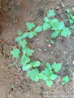 SSJP 120108931 1602777069900964 8339634401638687638 n.jpg