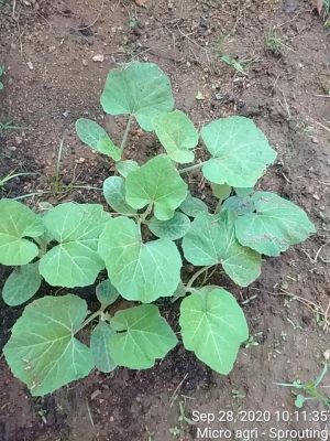 SSJP 120270821 1602777029900968 2510593490009120556 n.jpg