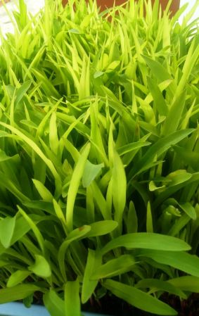 WhatsApp Image 2021-06-19 at 05.51.07 (1).jpeg