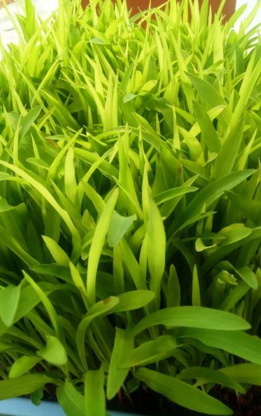 File:WhatsApp Image 2021-06-19 at 05.51.07 (1).jpeg