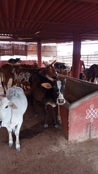 File:WhatsApp Image 2021-12-26 at 17.34.07.jpeg