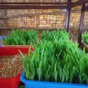 WhatsApp Image 2021-12-30 at 08.22.38.jpeg