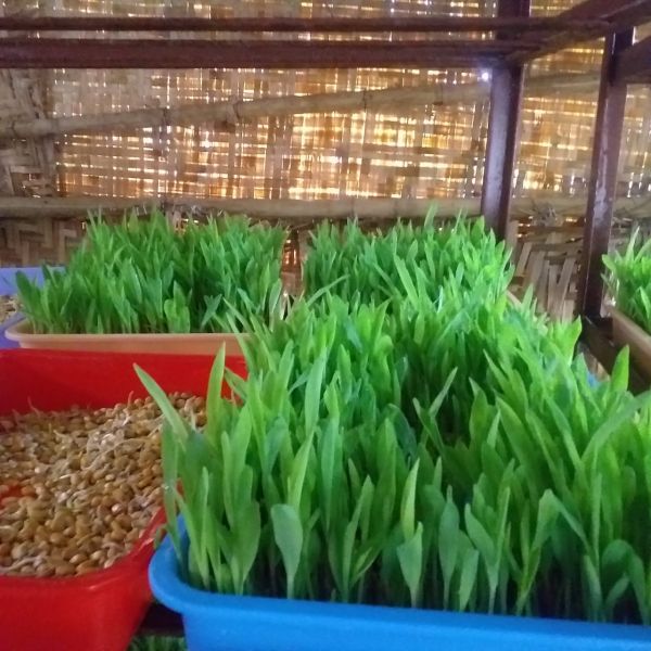 File:WhatsApp Image 2021-12-30 at 08.22.38.jpeg