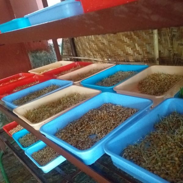 File:WhatsApp Image 2021-12-30 at 08.23.58.jpeg