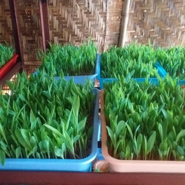 File:WhatsApp Image 2021-12-30 at 08.23.58 (1).jpeg