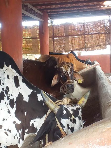 File:WhatsApp Image 2022-01-01 at 10.09.45.jpeg