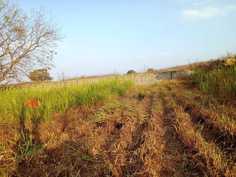 File:WhatsApp Image 2022-01-06 at 17.31.46.jpeg