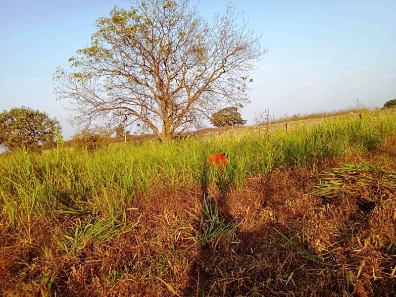 File:WhatsApp Image 2022-01-06 at 17.31.46 (1).jpeg