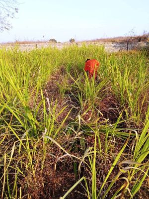 WhatsApp Image 2022-01-06 at 17.31.47.jpeg