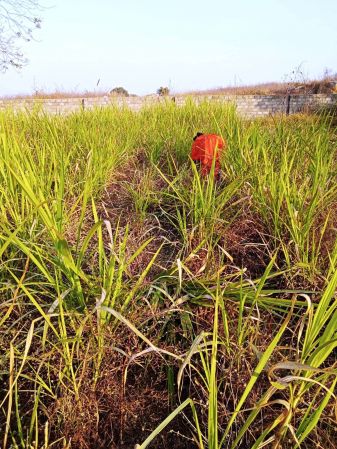 WhatsApp Image 2022-01-06 at 17.31.47.jpeg