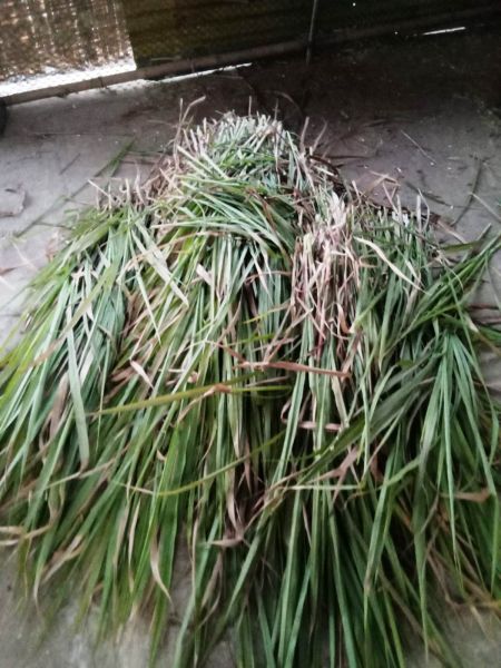 File:WhatsApp Image 2022-01-06 at 17.55.26.jpeg