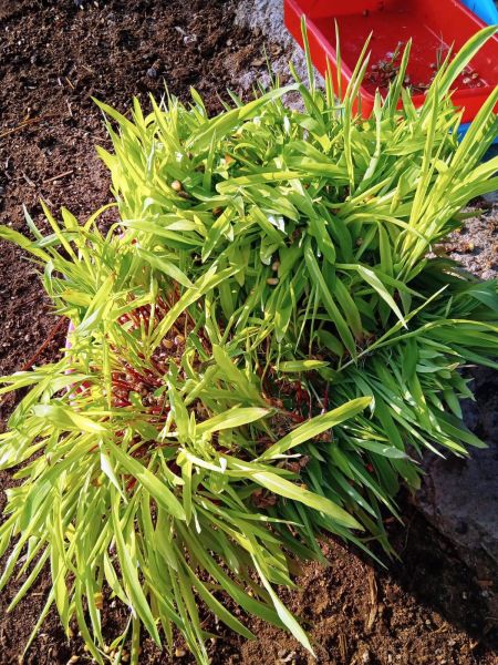 File:WhatsApp Image 2022-01-07 at 09.25.11.jpeg