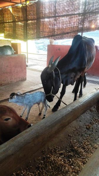 File:WhatsApp Image 2022-01-09 at 17.23.10.jpeg