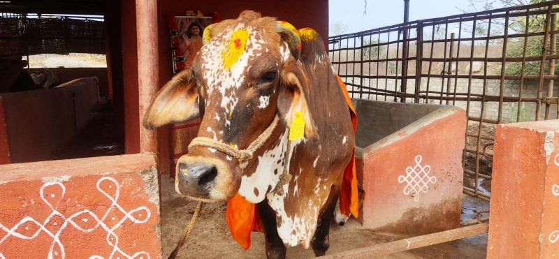 File:WhatsApp Image 2022-01-10 at 10.17.07.jpeg