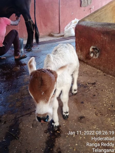 File:WhatsApp Image 2022-01-11 at 08.34.38.jpeg