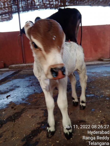 File:WhatsApp Image 2022-01-11 at 08.34.39.jpeg