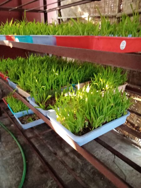 File:WhatsApp Image 2022-01-11 at 08.38.08.jpeg