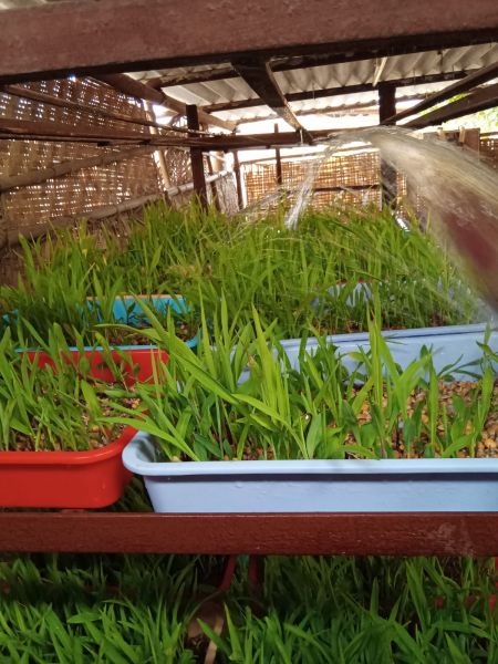 File:WhatsApp Image 2022-01-11 at 08.38.09.jpeg