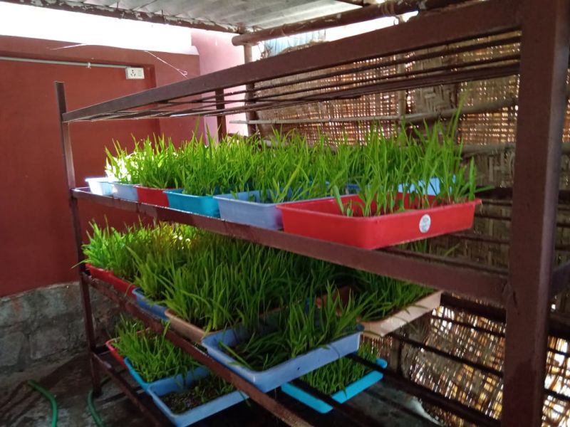 File:WhatsApp Image 2022-01-14 at 13.18.45.jpeg