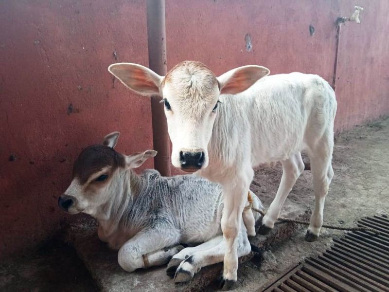 File:WhatsApp Image 2022-01-17 at 15.47.26.jpeg