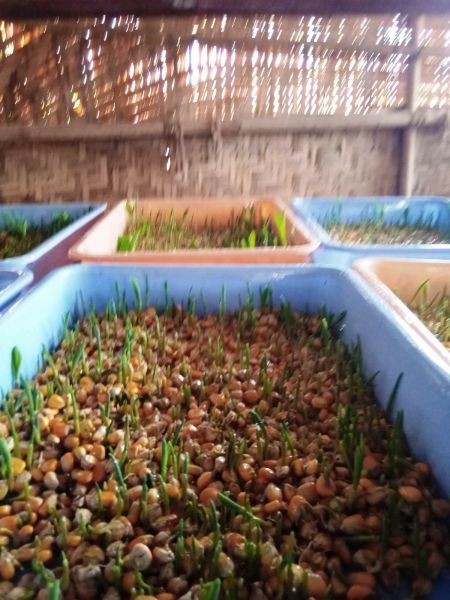 File:WhatsApp Image 2022-01-18 at 08.42.37.jpeg