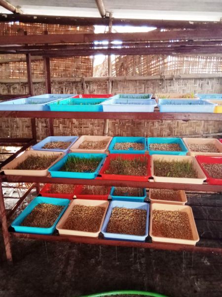 File:WhatsApp Image 2022-01-18 at 08.42.37 (1).jpeg