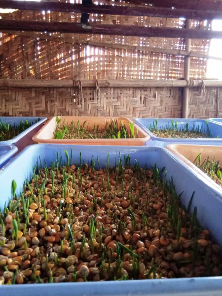 File:WhatsApp Image 2022-01-18 at 08.42.38 (1).jpeg