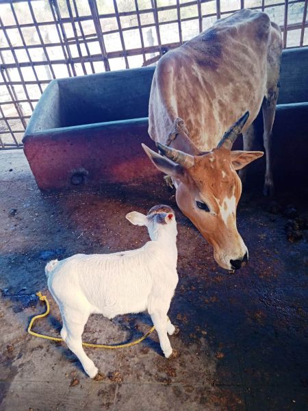 File:WhatsApp Image 2022-01-18 at 08.43.30 (1).jpeg