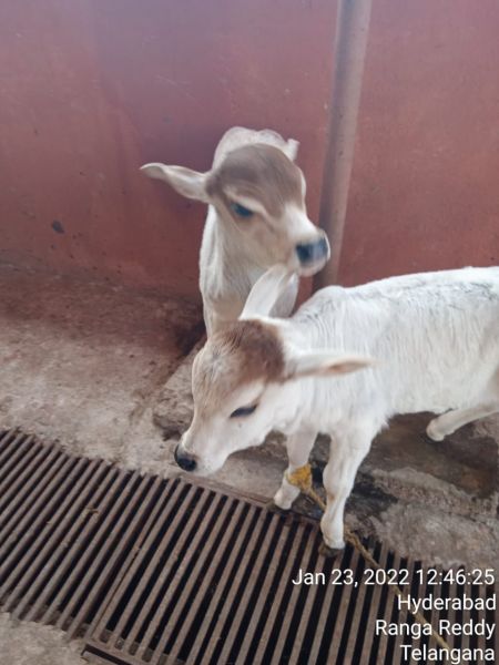 File:WhatsApp Image 2022-01-23 at 13.07.54.jpeg