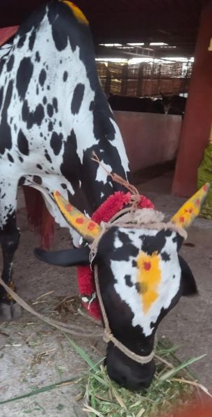 File:WhatsApp Image 2022-01-28 at 18.28.56.jpeg