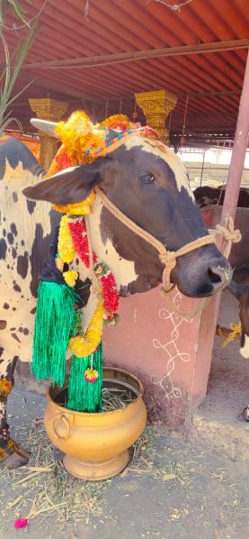 File:WhatsApp Image 2023-01-16 at 14.06.59 (1).jpeg